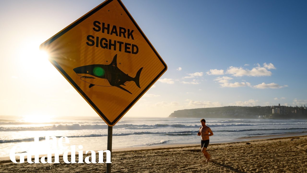 ‘Perfect storm’: why have there been so many shark attacks in Sydney?