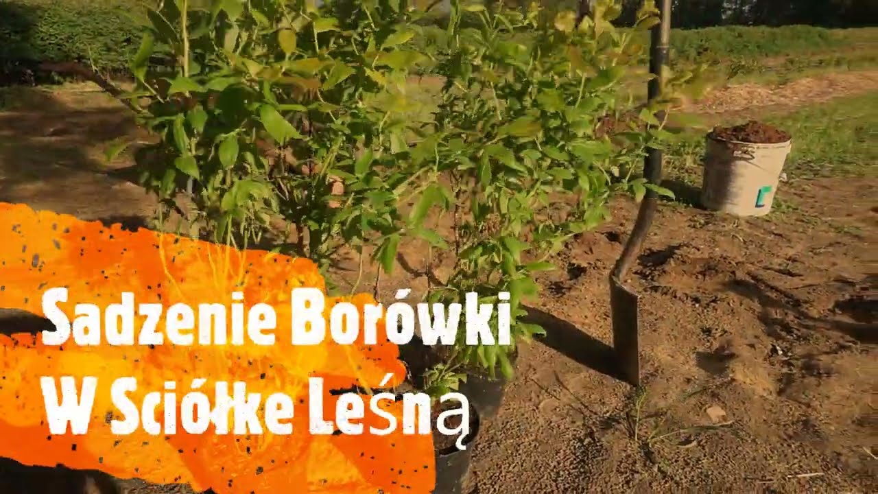 Sadzenie Borówki Cz.2, Jak Sadzić Borówke W Ściółke Leśną, #BorówkaPolska