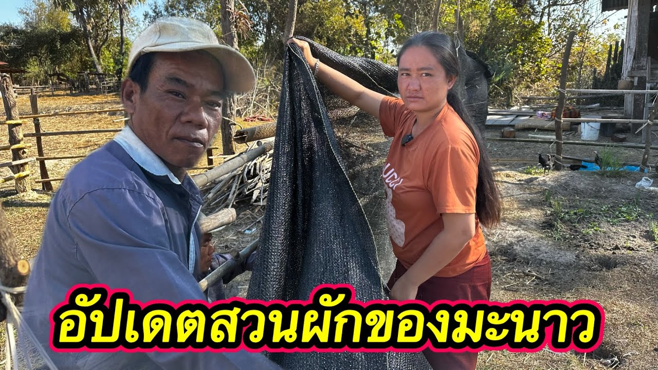ผัวน้องมะนาวจะทำสวนผักให้เสร็จก่อนกลับบ้านจากกับน้องมะนาว #ตู้สิทธิปันสุข 27/1/2026￼