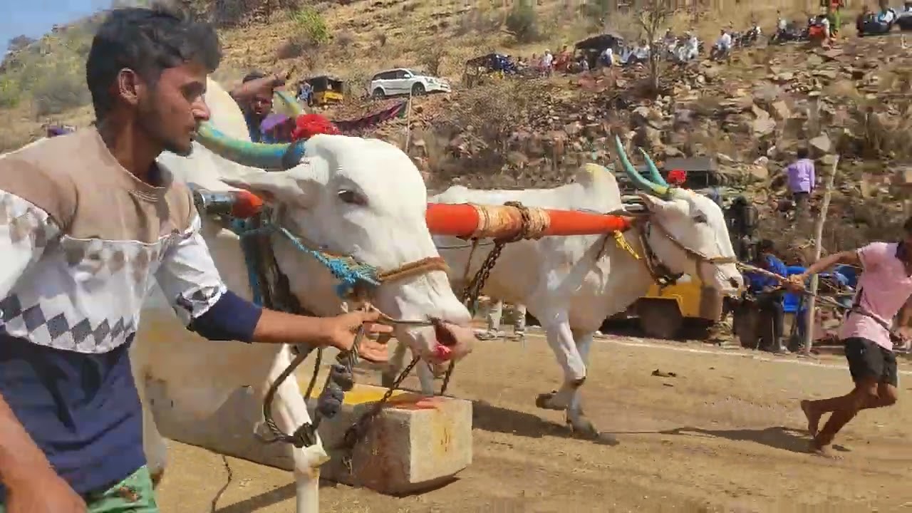 ముటునూతనపల్లి దేశపు ఎద్దుల విభాగం పులికొండ మాధవ రాజులు గారు 