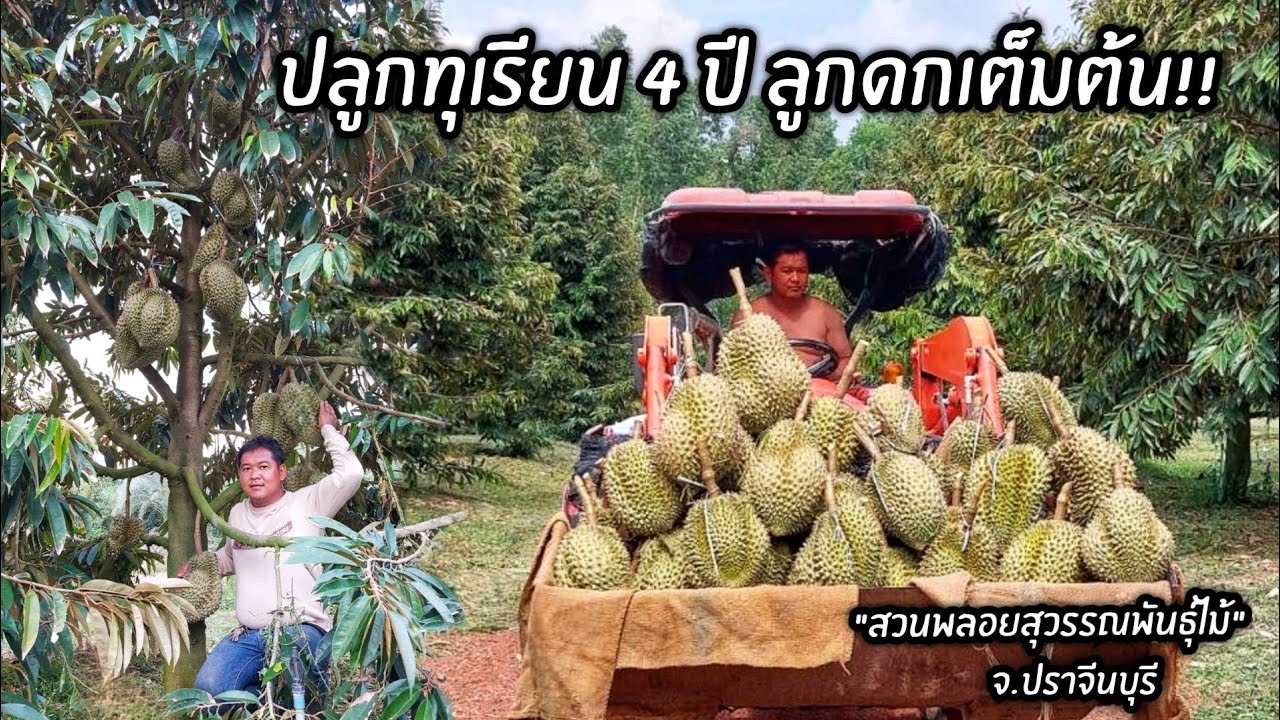 ปลูกทุเรียน 4 ปี ลูกดกเต็มต้น 