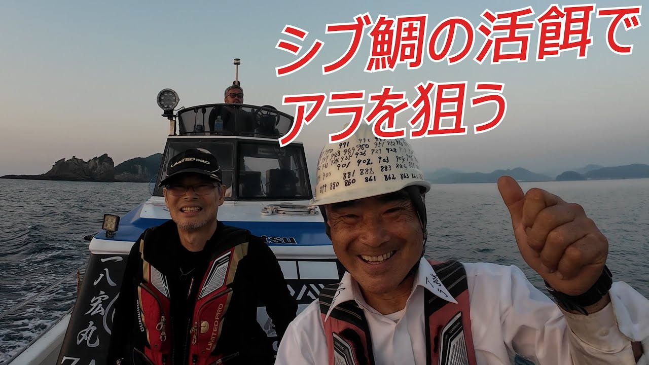 クエ【アラ】 宮崎県 日南油津ヒゲバエにてシブ鯛の活餌でアラを狙う‼　“Giant Grouper Hunt with Live Shibudai at Hige-bae, Miyazaki”