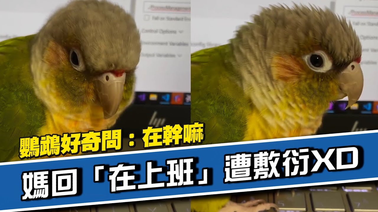 鸚鵡跳上筆電問：在幹嘛？媽回「在上班」遭敷衍XD｜寵物鳥｜小太陽鸚鵡｜精選影片