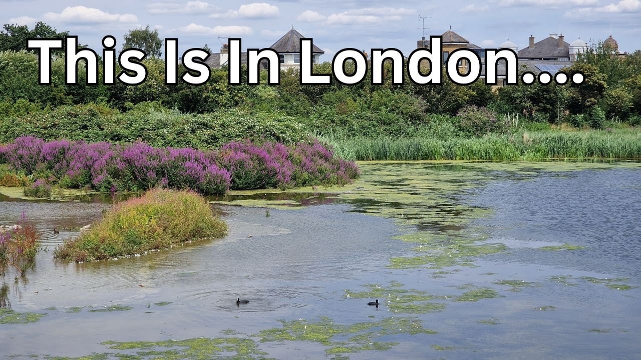 A Hidden Oasis in London: Discover the Serene Wetland Centre 🌿🦆