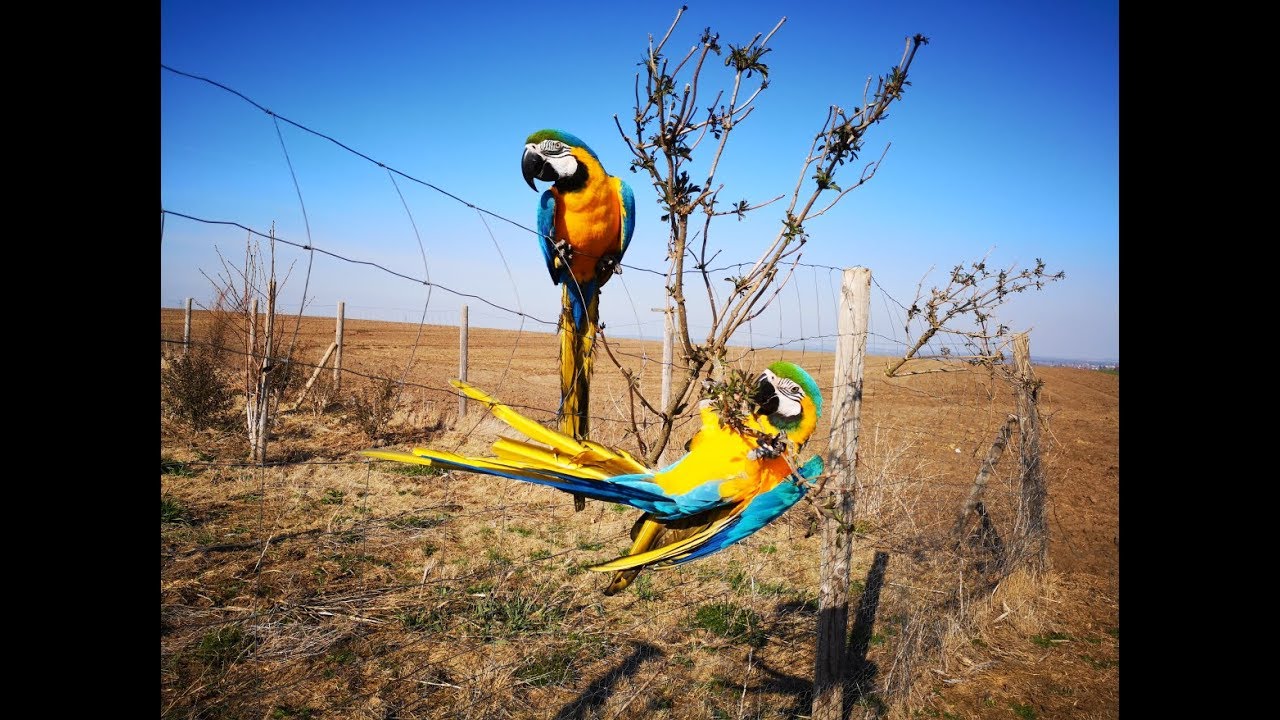 První jarní slet 2019 - Ara ararauna (Macaw&Me)