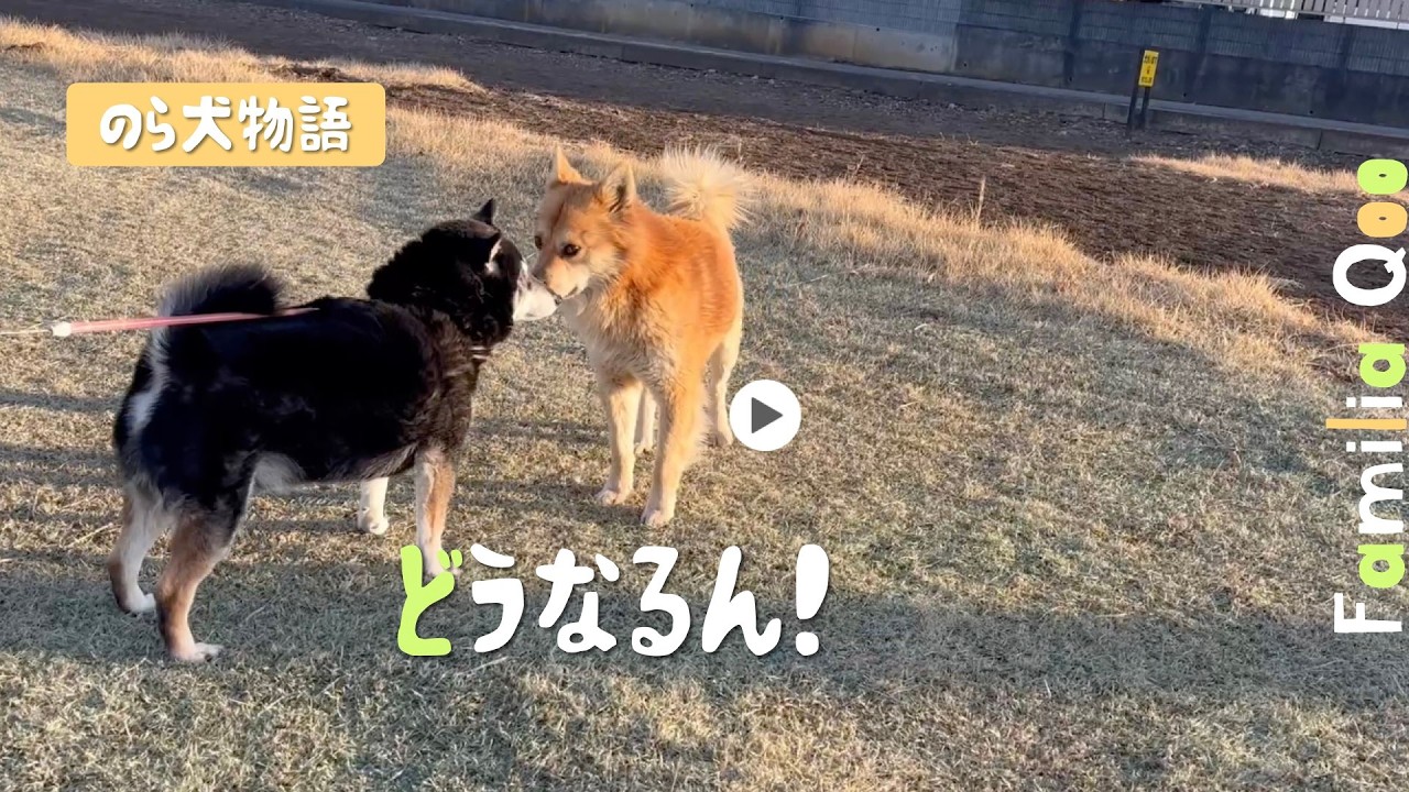 どうなるん! 近所の飼い犬に出会ったのら犬くん【M.ダックスと近所ののら犬】