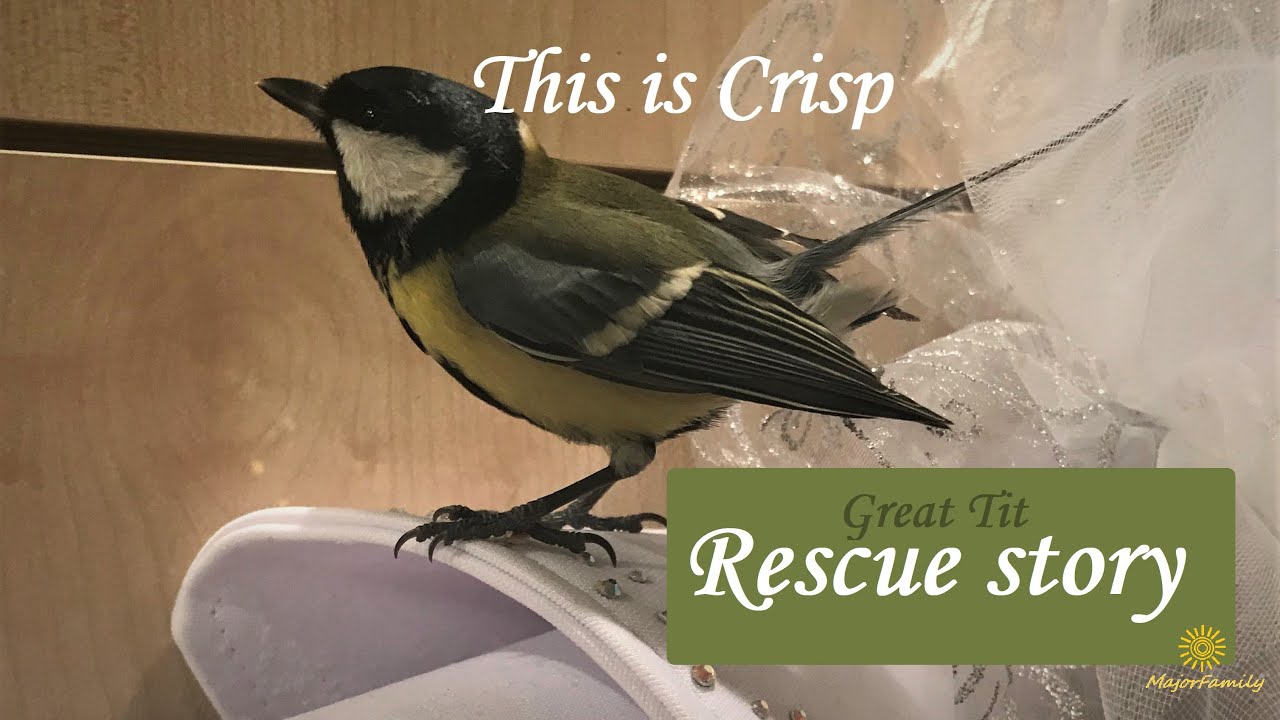 Great Tit. Rescue. The story of Crisp.