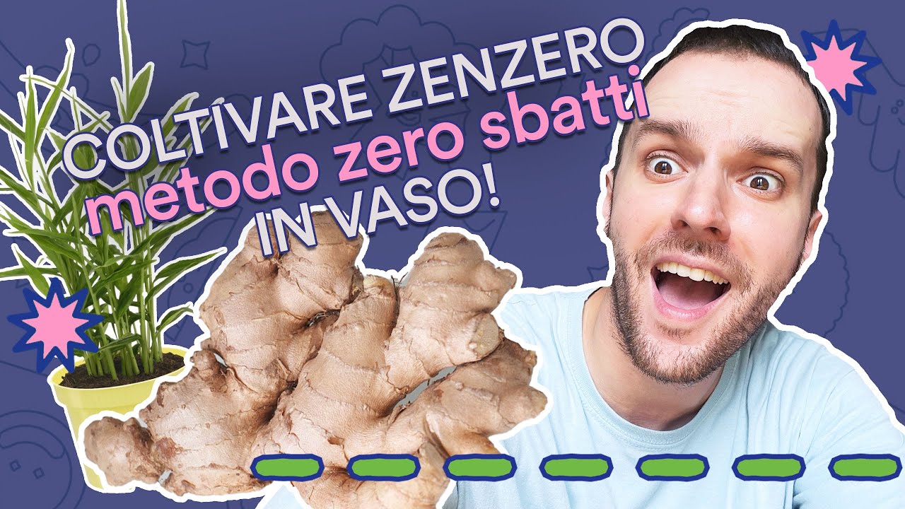 🤩 HO MOLTIPLICATO LO ZENZERO IN UN VASO! METODO FACILISSIMO PER COLTIVARLO 🪴
