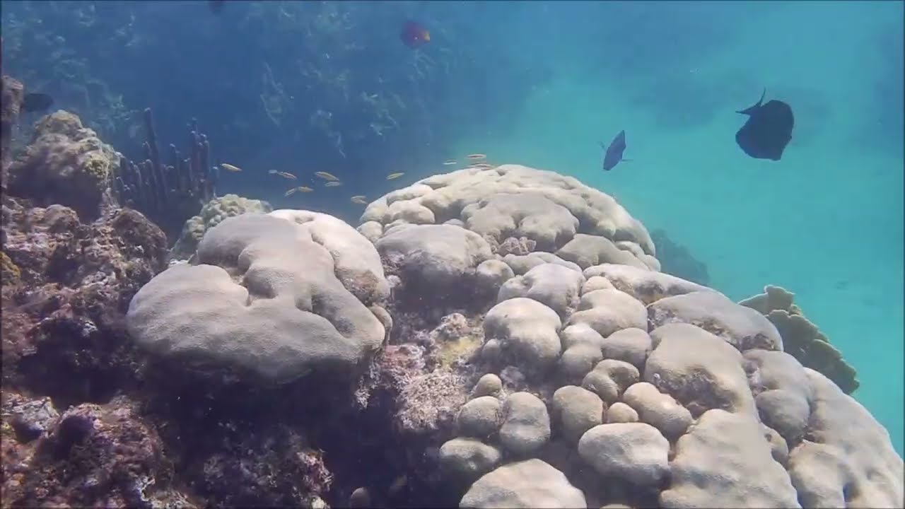 Hotel Memories Jibacoa Cuba 2022. Snorkeling
