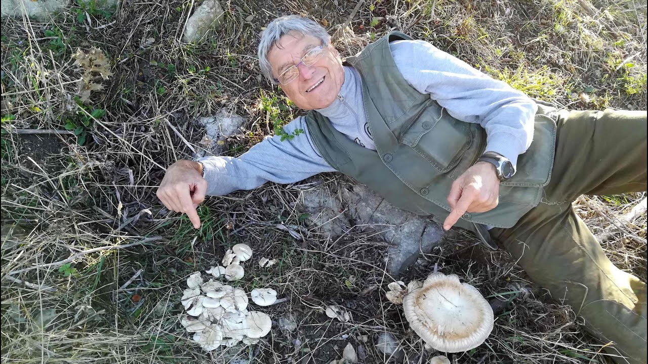 Fungo Ferlengo (pleurotus eryngii)
