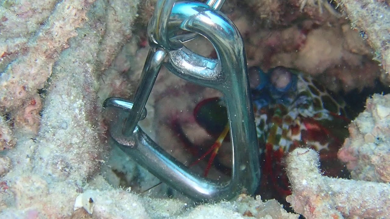 モンハナシャコのシャコパンチ！
