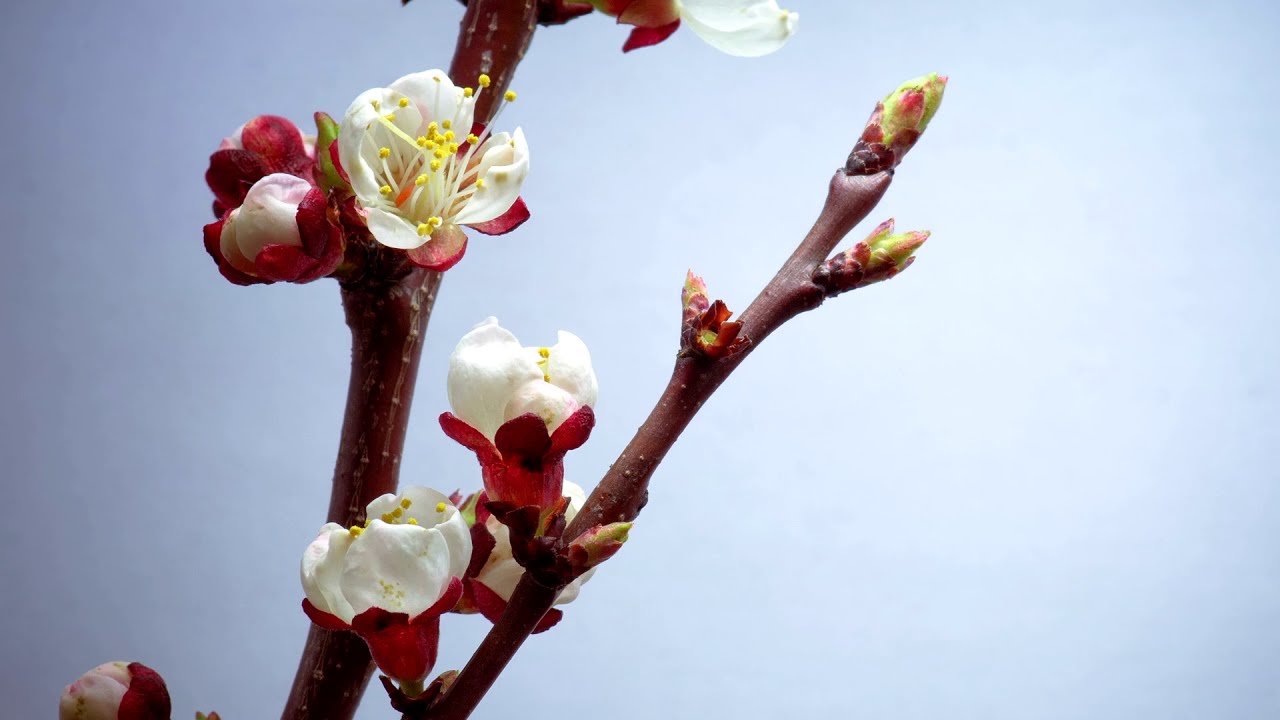 🟩 🟨 🟥 Spring Music For Deep Sleeping In 30 Minutes 🌹Relaxing Soft Springtime Scenes Instrumental
