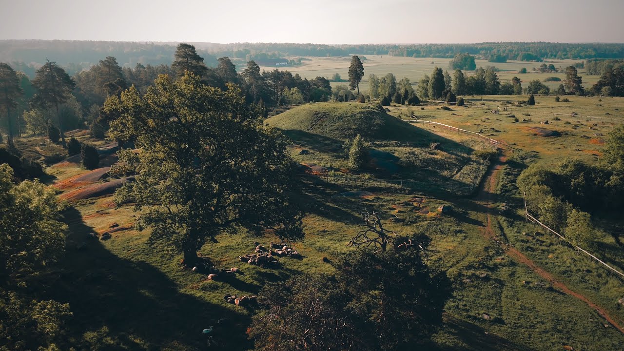 Livestock On Pasture & Swedish Summer In Bloom | Countryside Living in Sweden