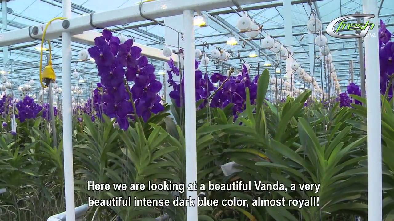 Anco Pure Vanda (english subtitles)