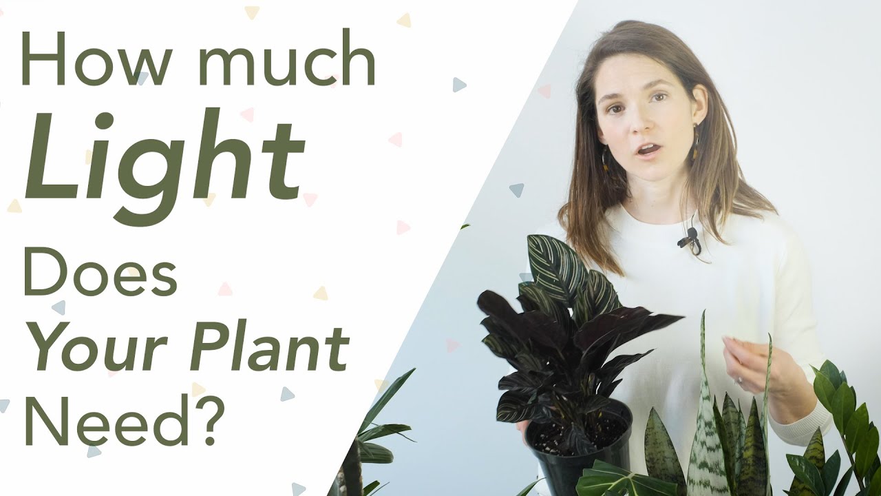 How Much Light Does Your Plant Need?