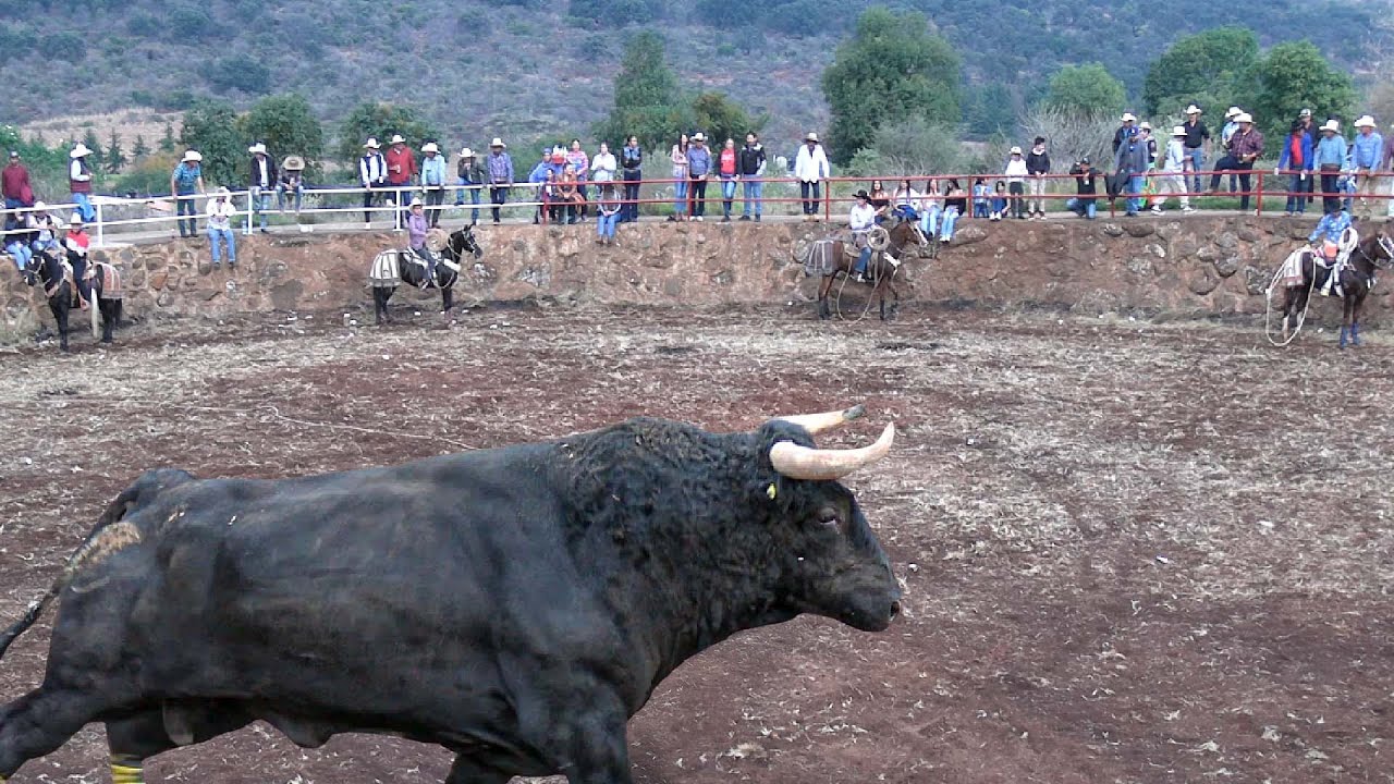 !! EL TORO SE PUSO DIFÍCIL Y NO SE DEJÓ LAZAR !! JARIPEO DE TOROS BRAVOS EN EL DESMONTE MICH 2025
