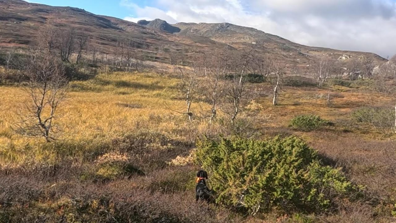 Non è sempre festa. Caccia in Lapponia 2024-Lapland Hunting 2024