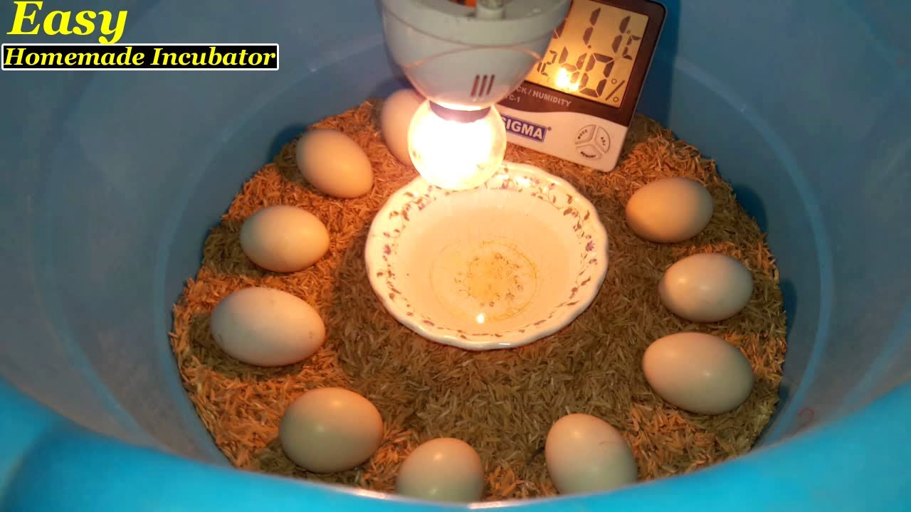 DIY: How to Make a Homemade Incubator for Chicken Eggs