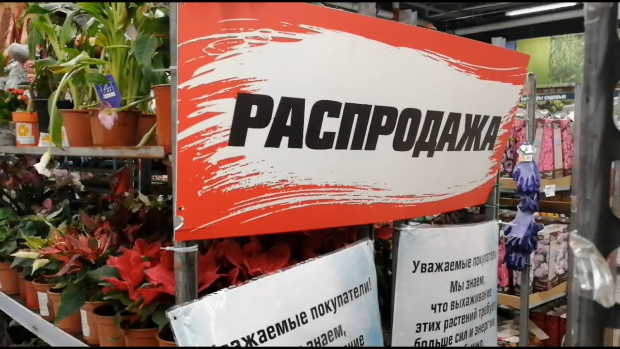 Уценка растений в ОБИ / Нашла что искала, но не взяла...