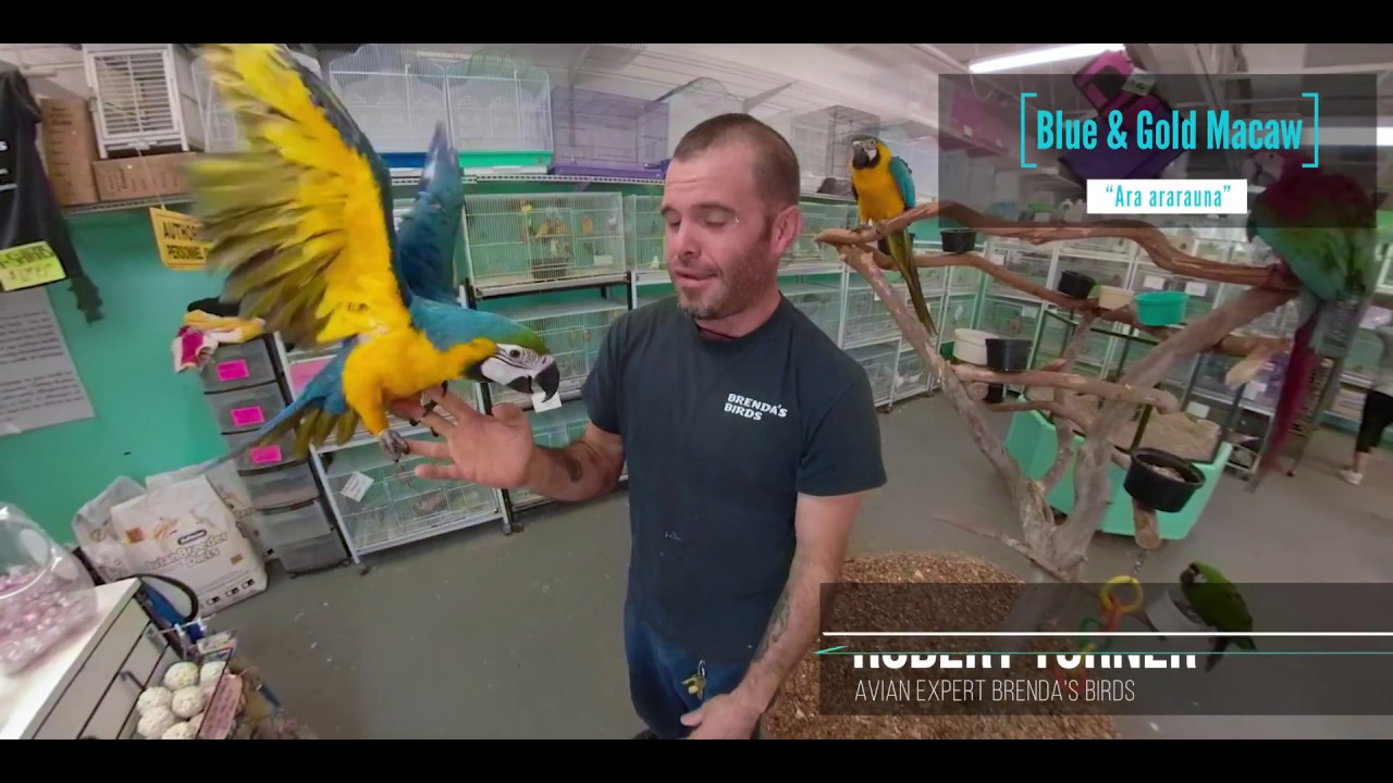 Blue and Gold Macaw at Brenda's Birds