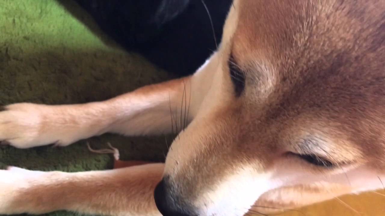 柴犬と黒猫 寝起き初公開！  Dog and cat good morning risers