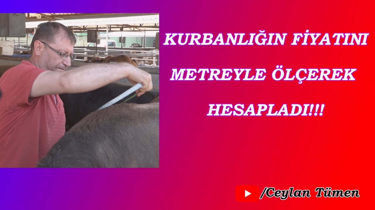 KURBANLIĞIN FİYATINI METREYLE ÖLÇEREK HESAPLADI
