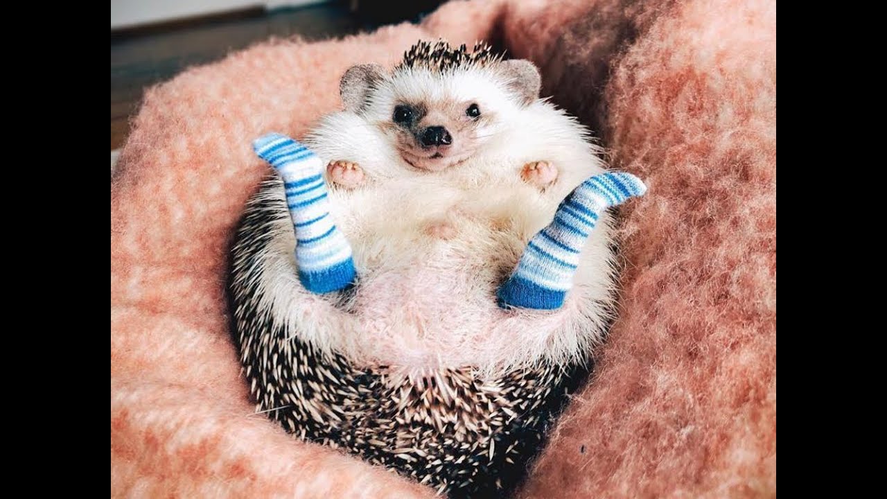 Los VIDEOS mas TIERNOS de ERIZOS DE TIERRA🦔🦔🦔||  The cutest VIDEOS of ground HEDGEHOGS 🦔🦔🦔🦔🦔🦔