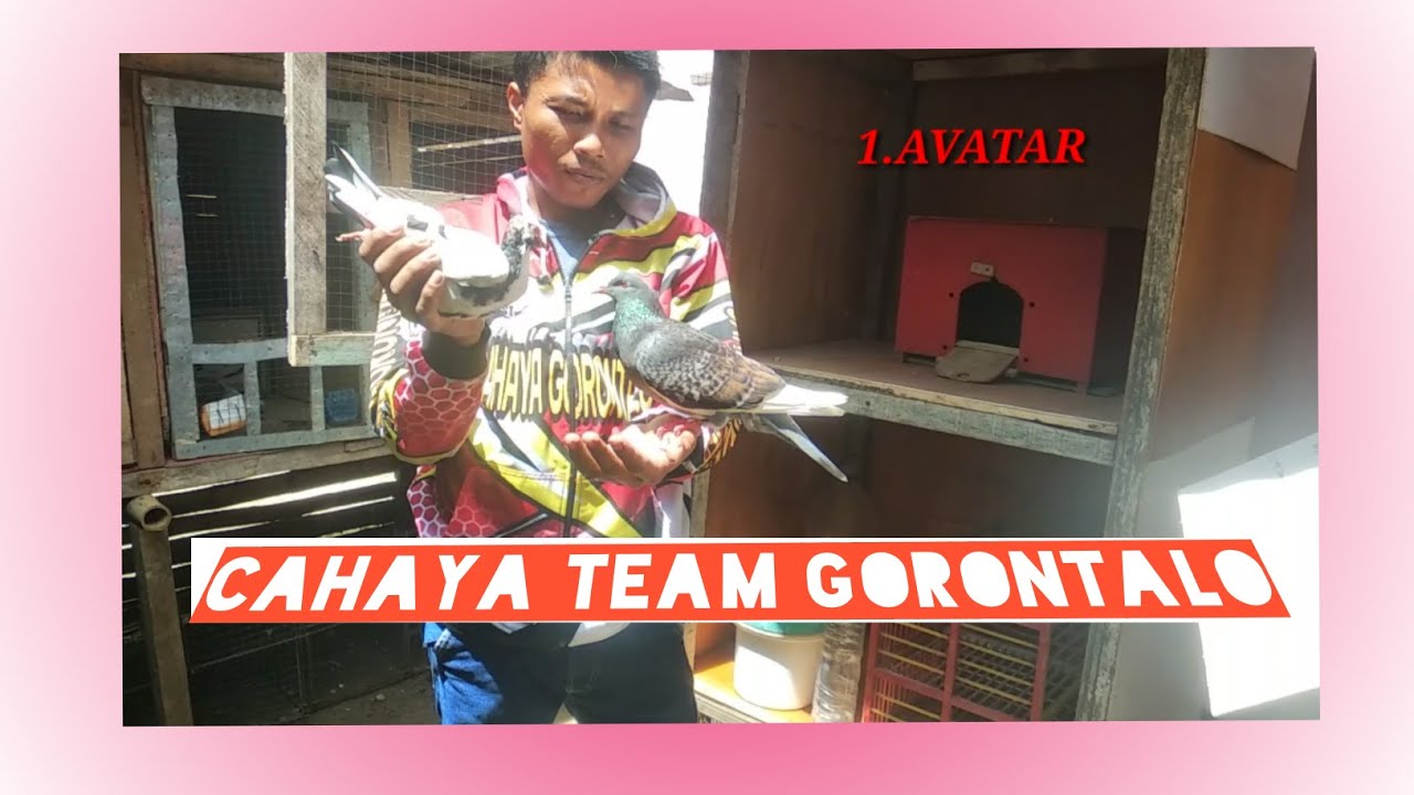 Grebek kandang merpati Balap cahaya team gorontalo#ppmbsi #merpatibalap