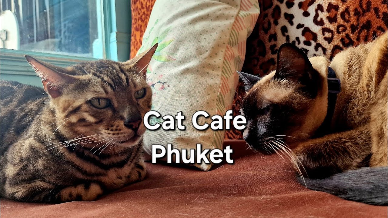 CAT CAFE,  PHUKET