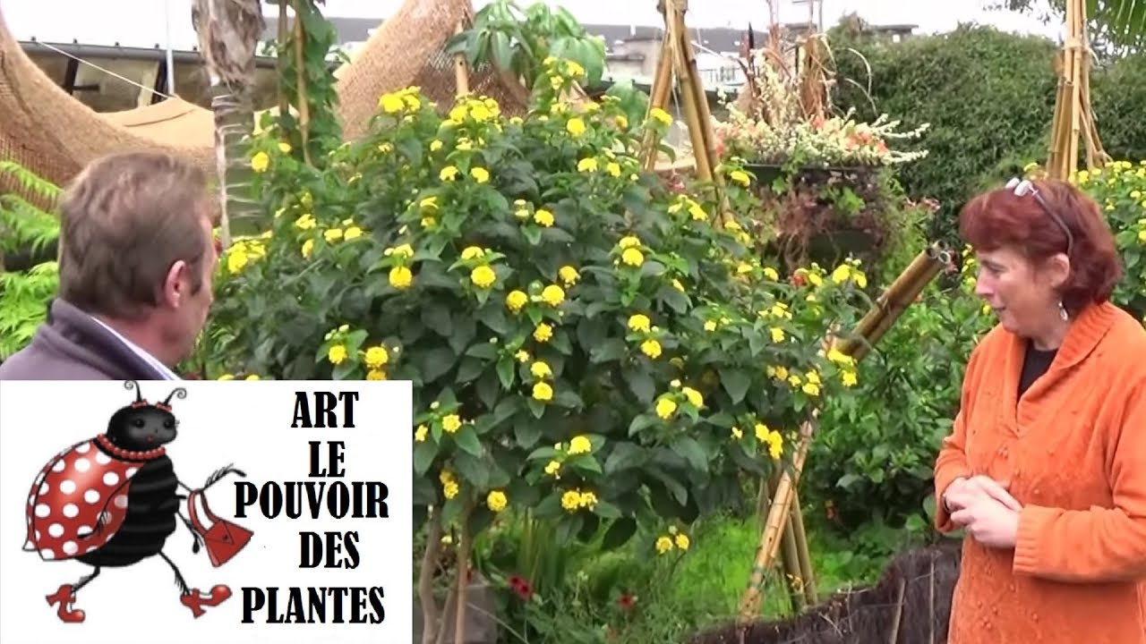 chaine tv de Jardinage:  lantana: Comment monter un lantana sur tige: Plante annuelle ou vivace