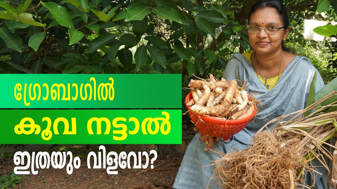 വീടുകളിൽ ഗ്രോബാഗിൽപോലും കൂവ കൃഷി ചെയ്യാം.