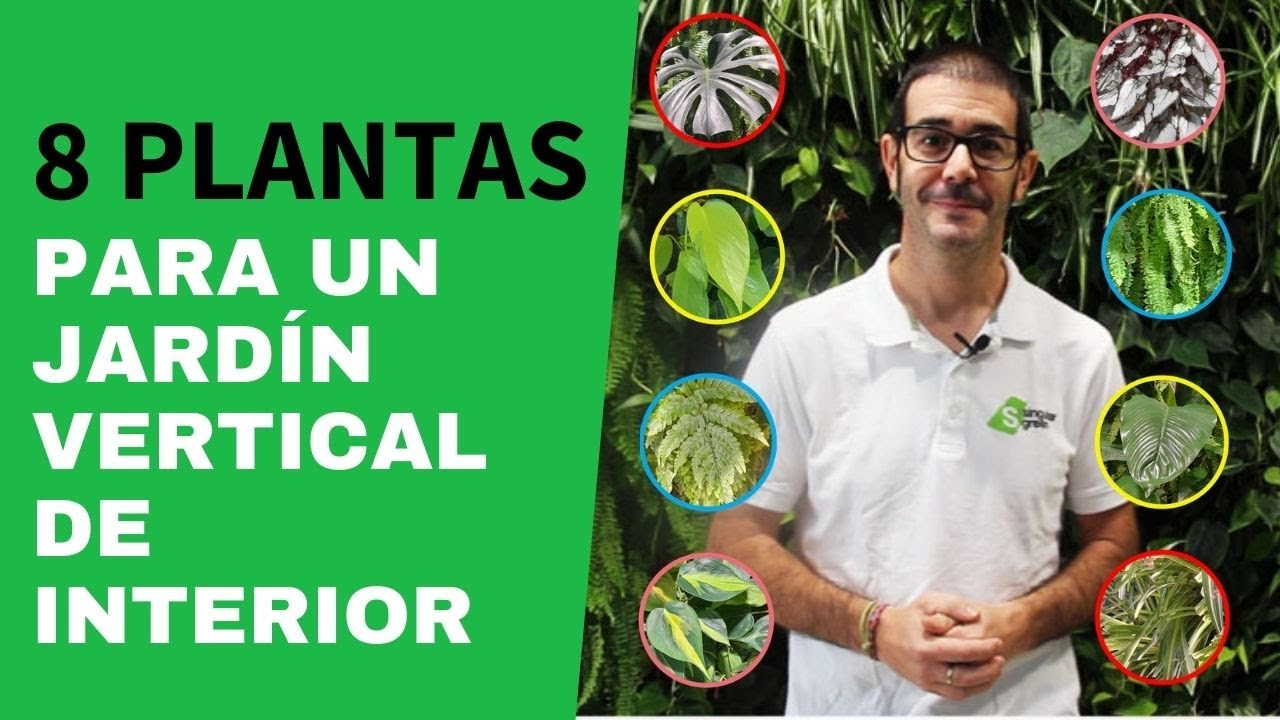 Las mejores plantas para un jardín vertical de interior