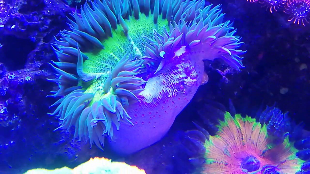Rock Flower anemone breeding process