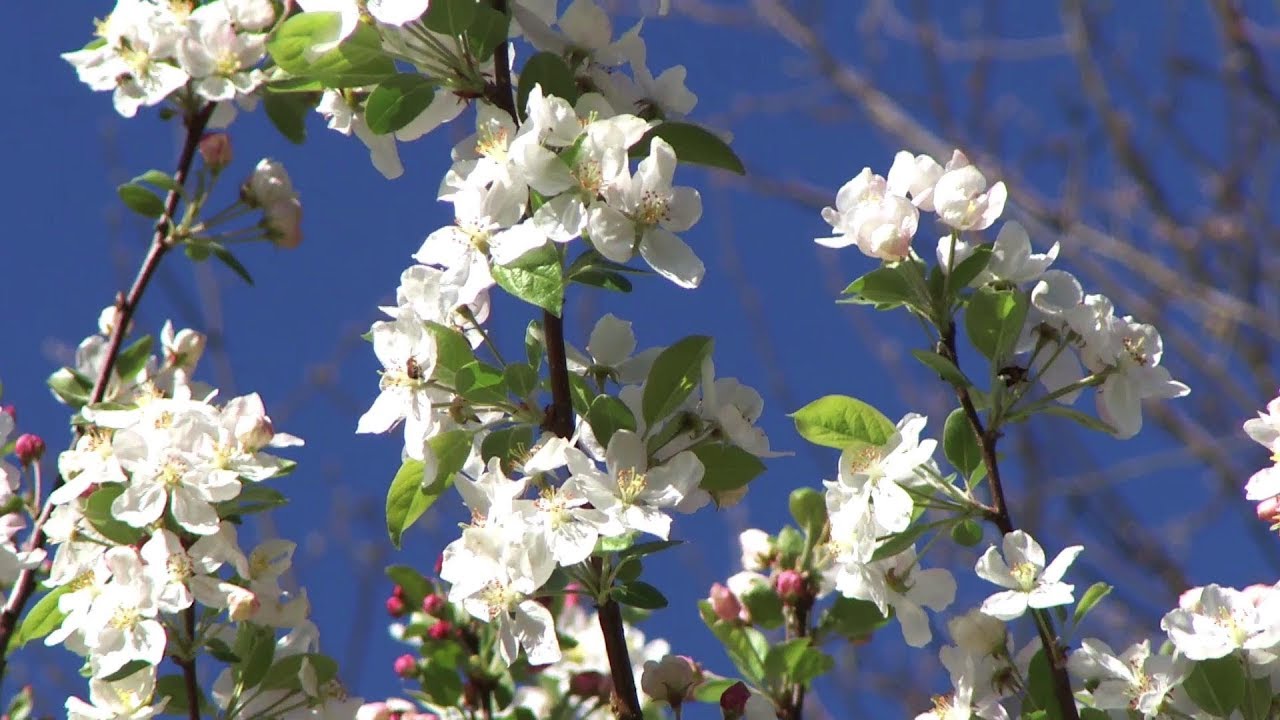 Manzano Malus 'Evereste' en plena floración - Decogarden - Jardinatis