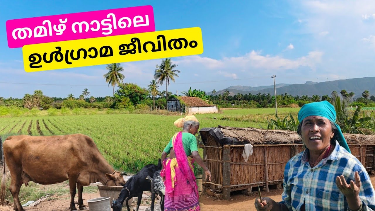 മലയാളികളെ പച്ചക്കറി തീറ്റിക്കുന്ന ഉൾനാടൻ തമിഴ് ഗ്രാമം | Village Life in Tamil Nadu | Oddanchatram