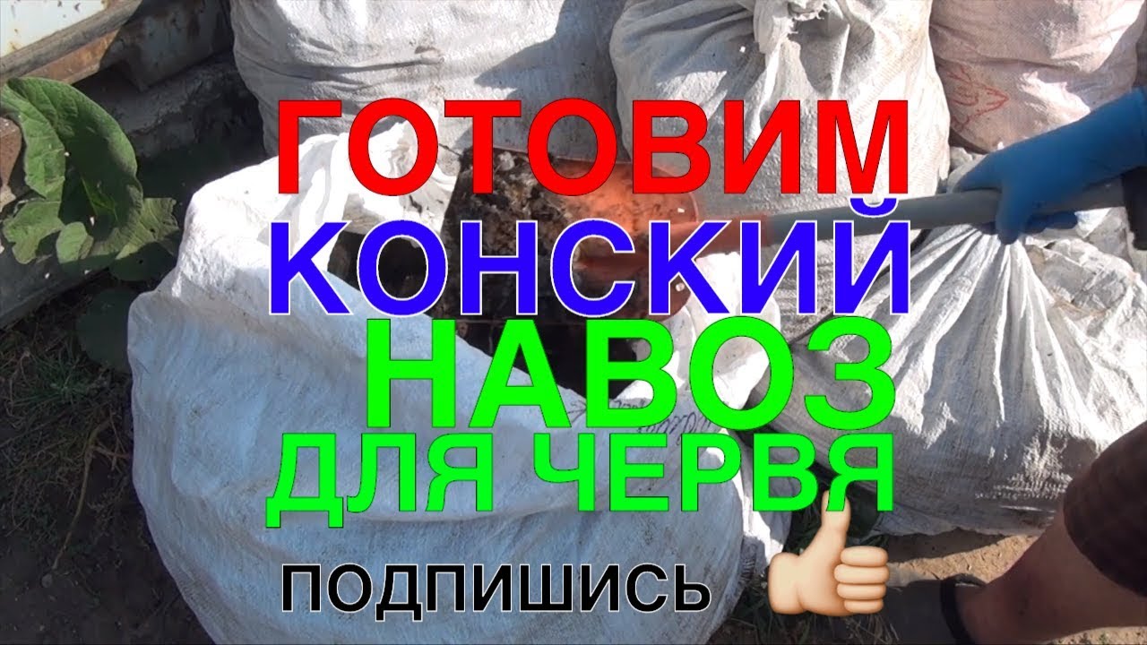 🐛088 🐛ГОТОВИМ СВЕЖИЙ КОНСКИЙ НАВОЗ ДЛЯ ДЕНДРОБЕНА ВЕНЕТА