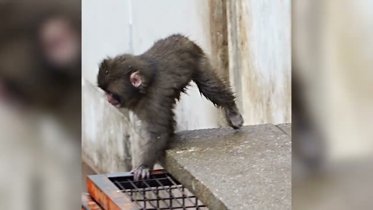 'Punch' the baby monkey and his plush mom