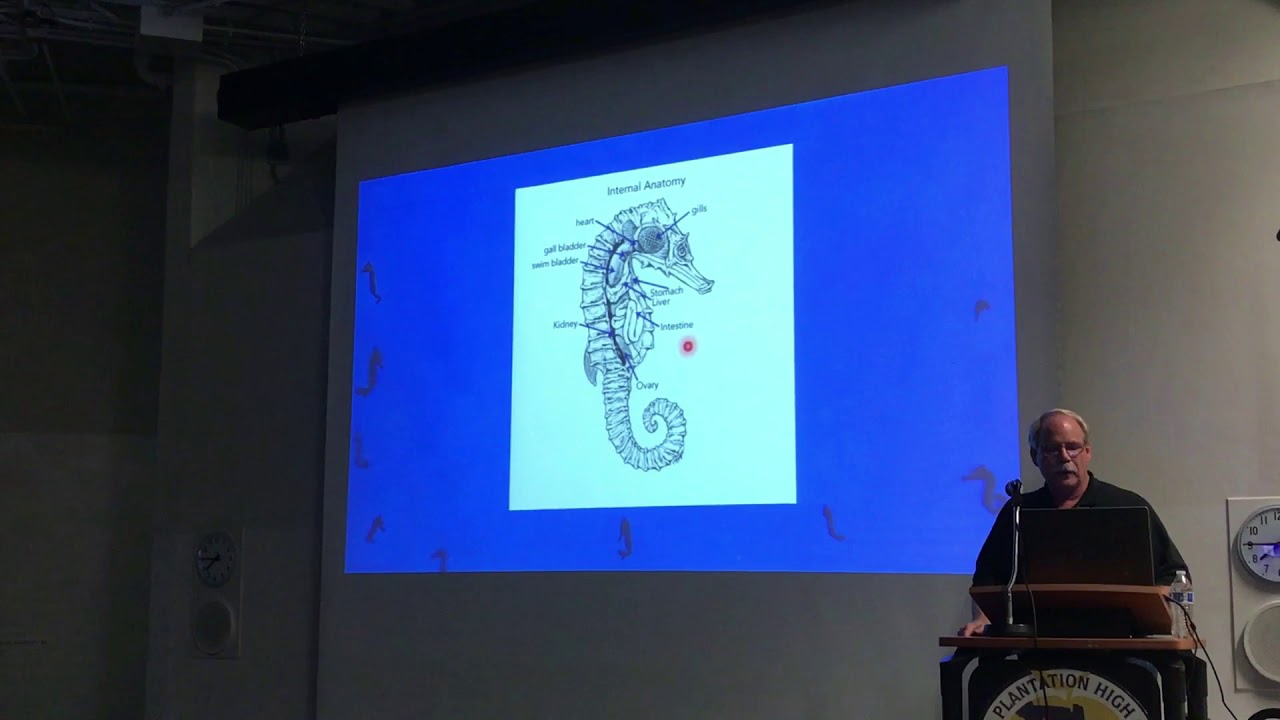 Setting up a Tank for Successful Seahorse Keeping