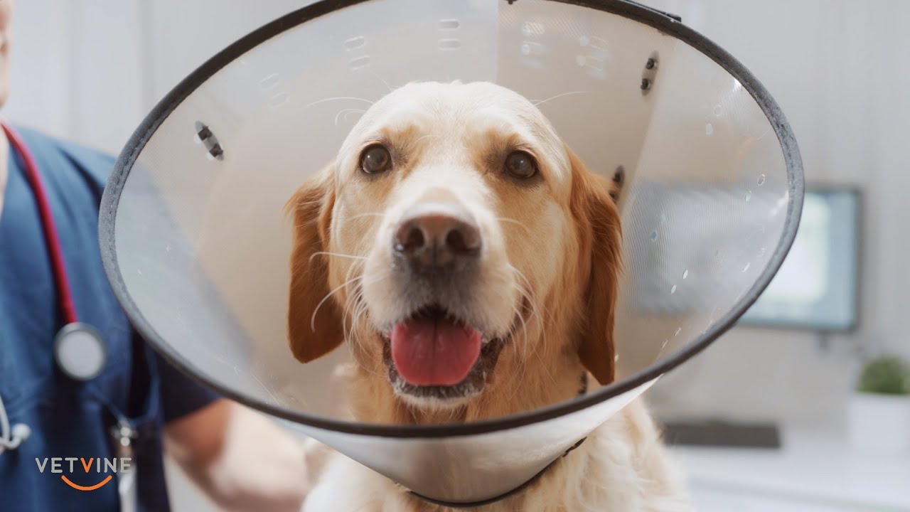 Hemangiosarcoma in Dogs - Three Messages of Hope