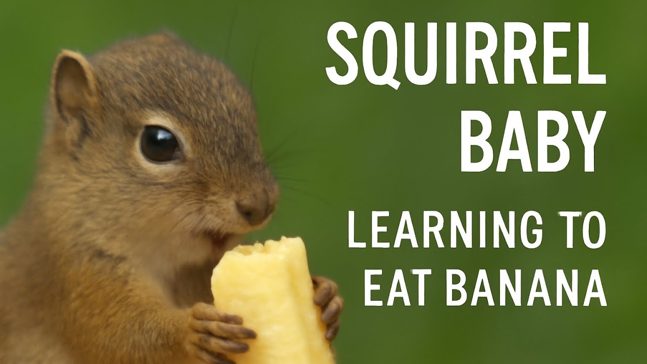 Squirrel Baby Learning to Eat Banana 