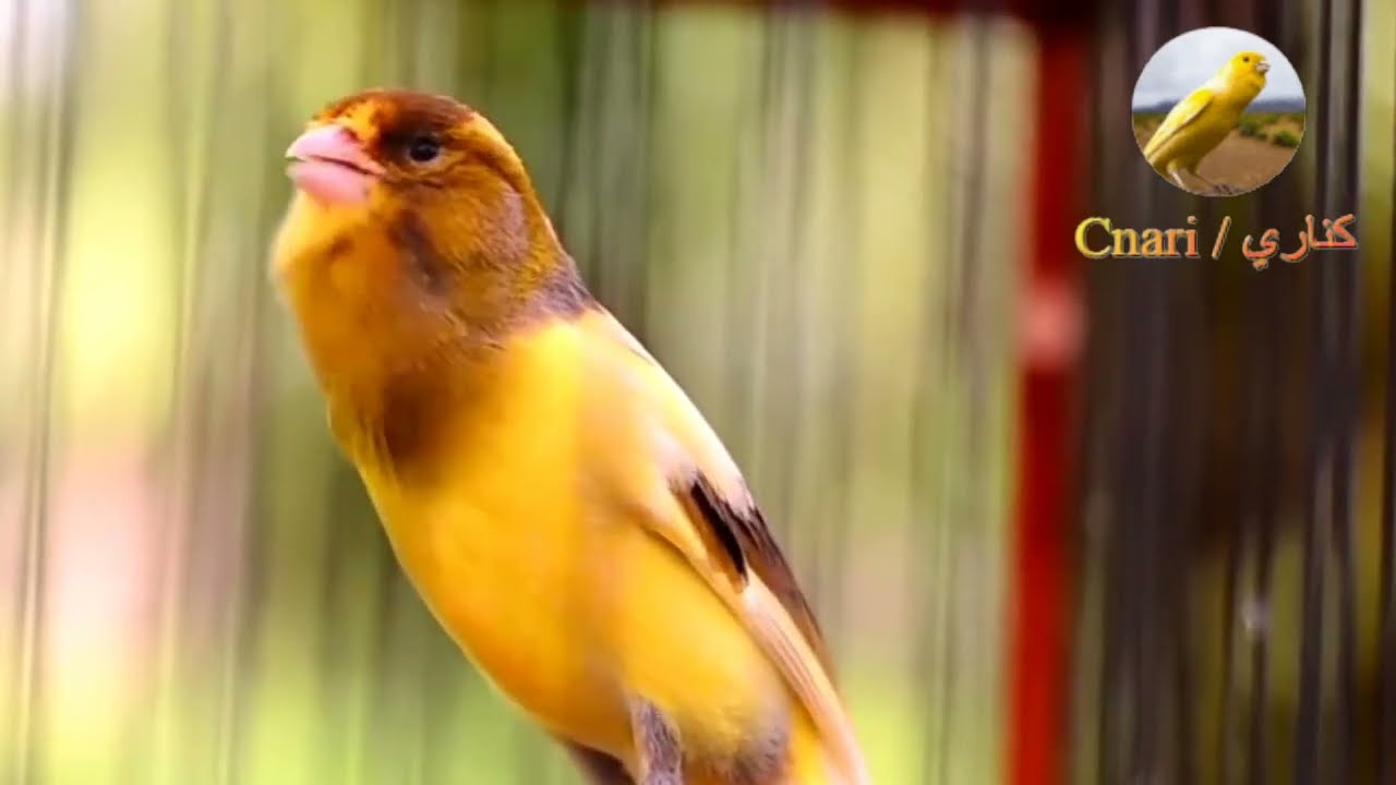 تهييج الكناري على التغريد بقوة 🔥⚡️ Agitando o canário no Twitter vigorosamente