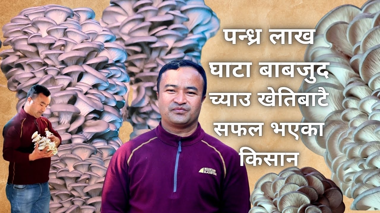 २२ वर्षको निरन्तर मेहनत | कन्ये च्याउ खेतीबाट सफलताको यात्रा  |Subash Gosain| Mushroom Farming Nepal