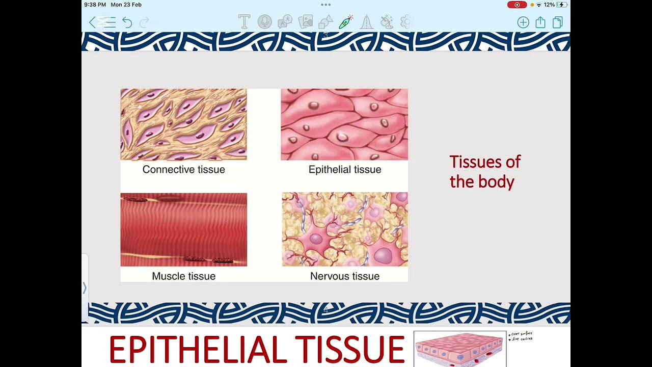 Histology Lec 1 || Epithelium 