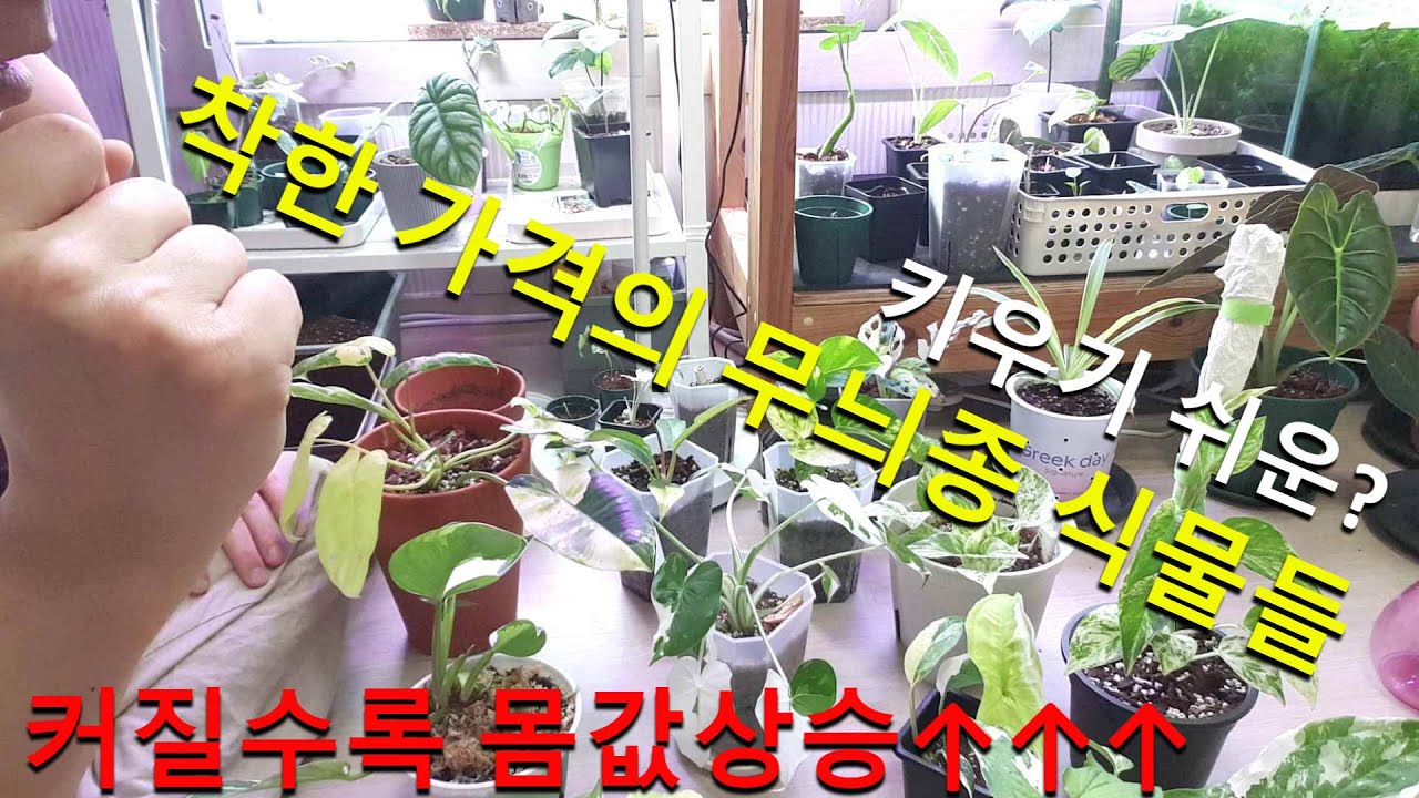관엽식물 무늬종 모음집(필로덴드론 알로카시아 스킨답서스 싱고니움 에피프레넘)
