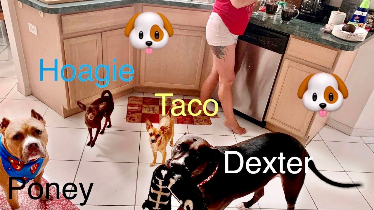 My Dog Reunited With Cousins