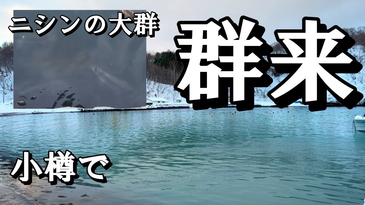 小樽でニシンの群来と大群を見た【 北海道 釣り 自然 】