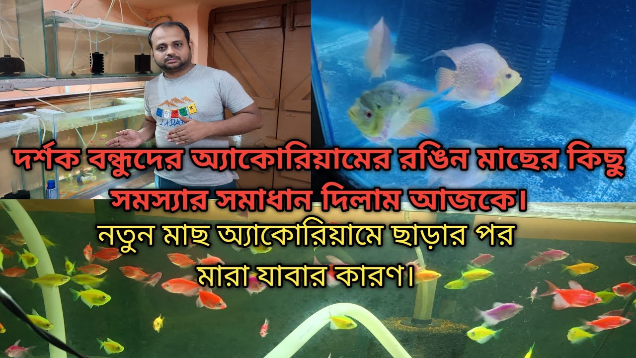 সাবস্ক্রাইবারদের অ্যাকোরিয়ামের কিছু সমস্যার সমাধান দিলাম আজকের ভিডিও তে। #aquarium #একুরিয়াম 