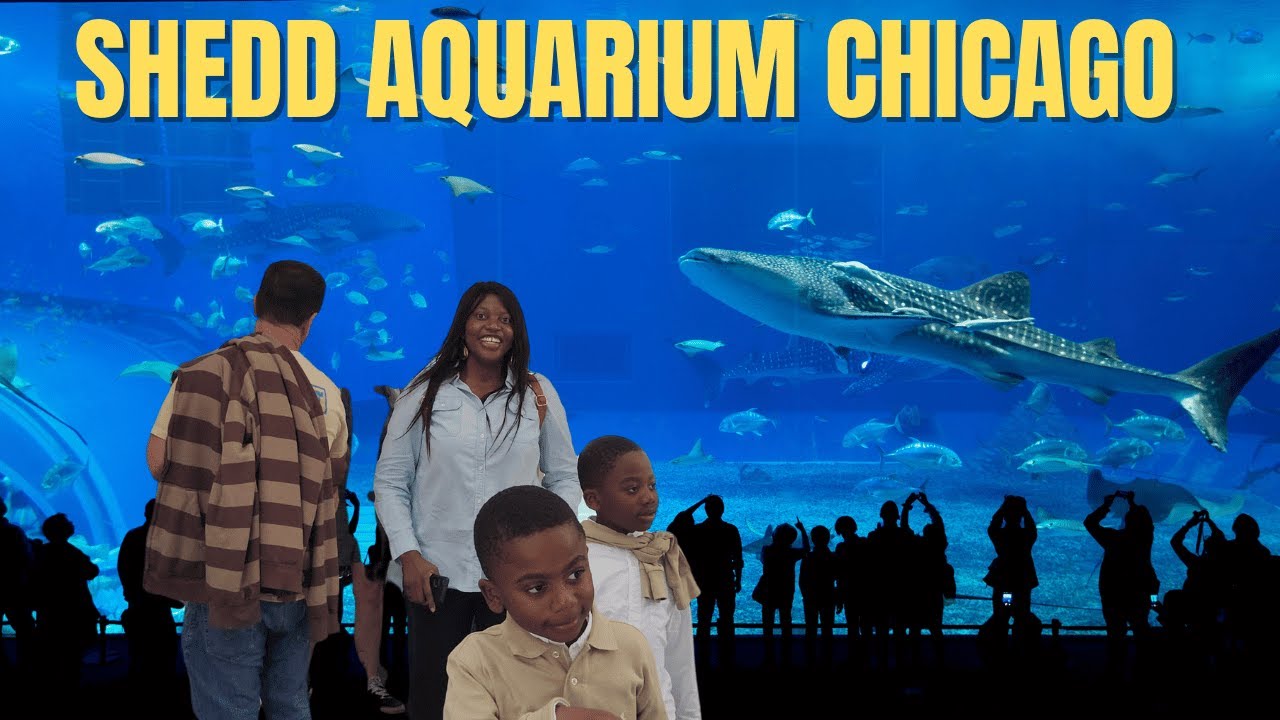 Diving Into Chicago's Shedd Aquarium One of the World's Largest Aquariums!