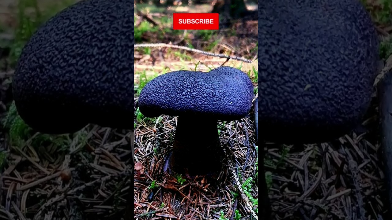 Cortinarius violaceus#funghi #mushroom #nature #shorts #forest #wildlife #bosnia #natural #short