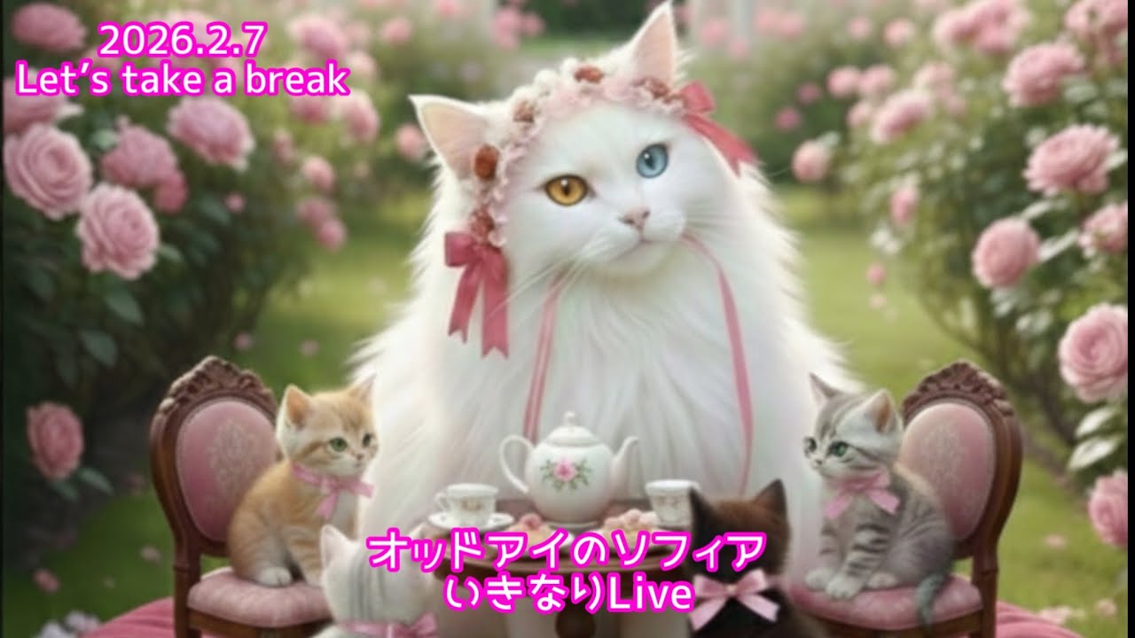 ランチタイムに出没中にゃん😻💕#20